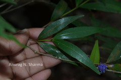 Memecylon angustifolium